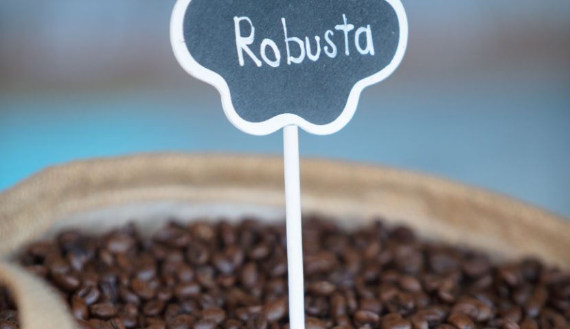 Kava Robusta